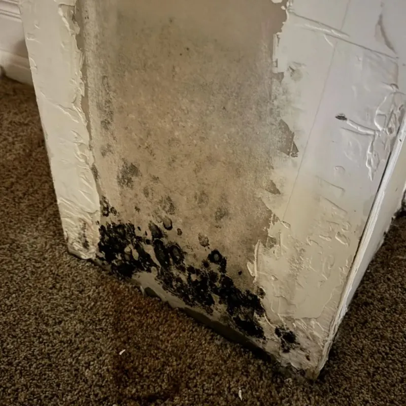 Professional Mold Removal in Springfield, IL
